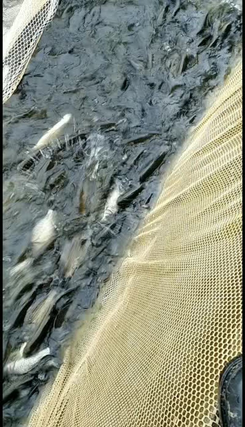 鱼苗，基地直销，量大从优