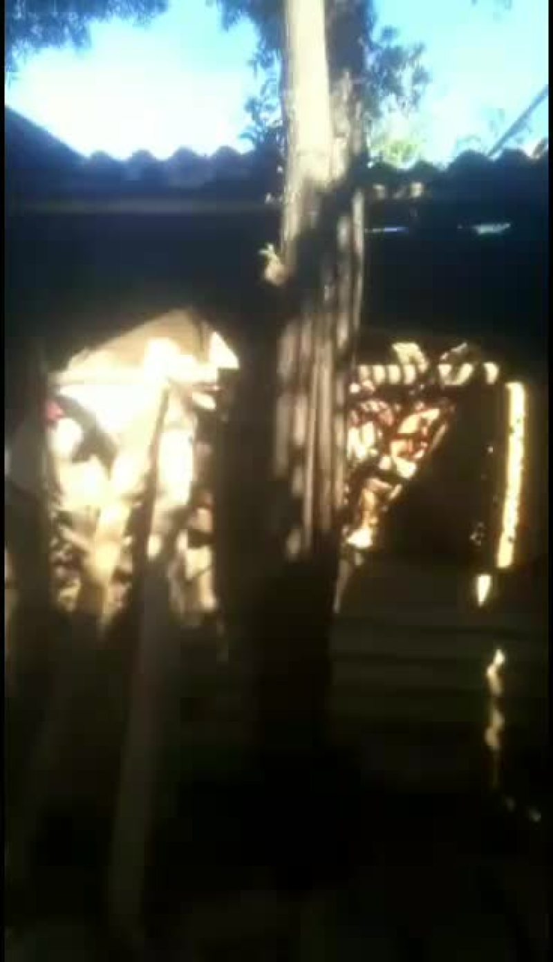 清香木(树型好，粗壮，适合绿化)