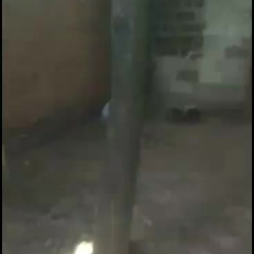 清香木(树型好，粗壮，适合绿化)