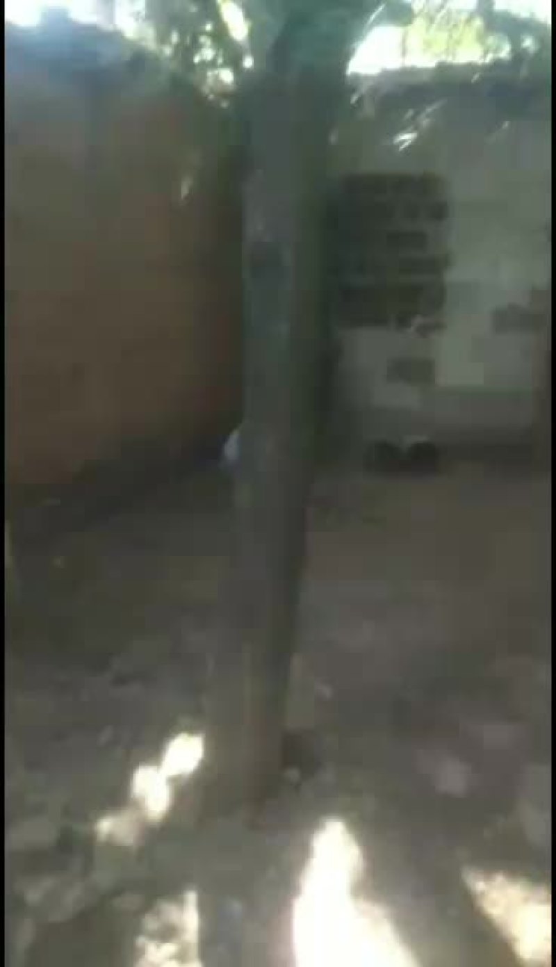 清香木(树型好，粗壮，适合绿化)
