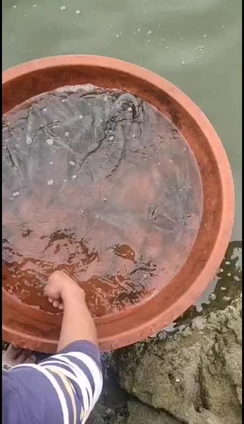 虾：三十头，二十头，