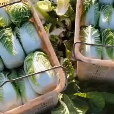 精品娃娃菜，量大从优
