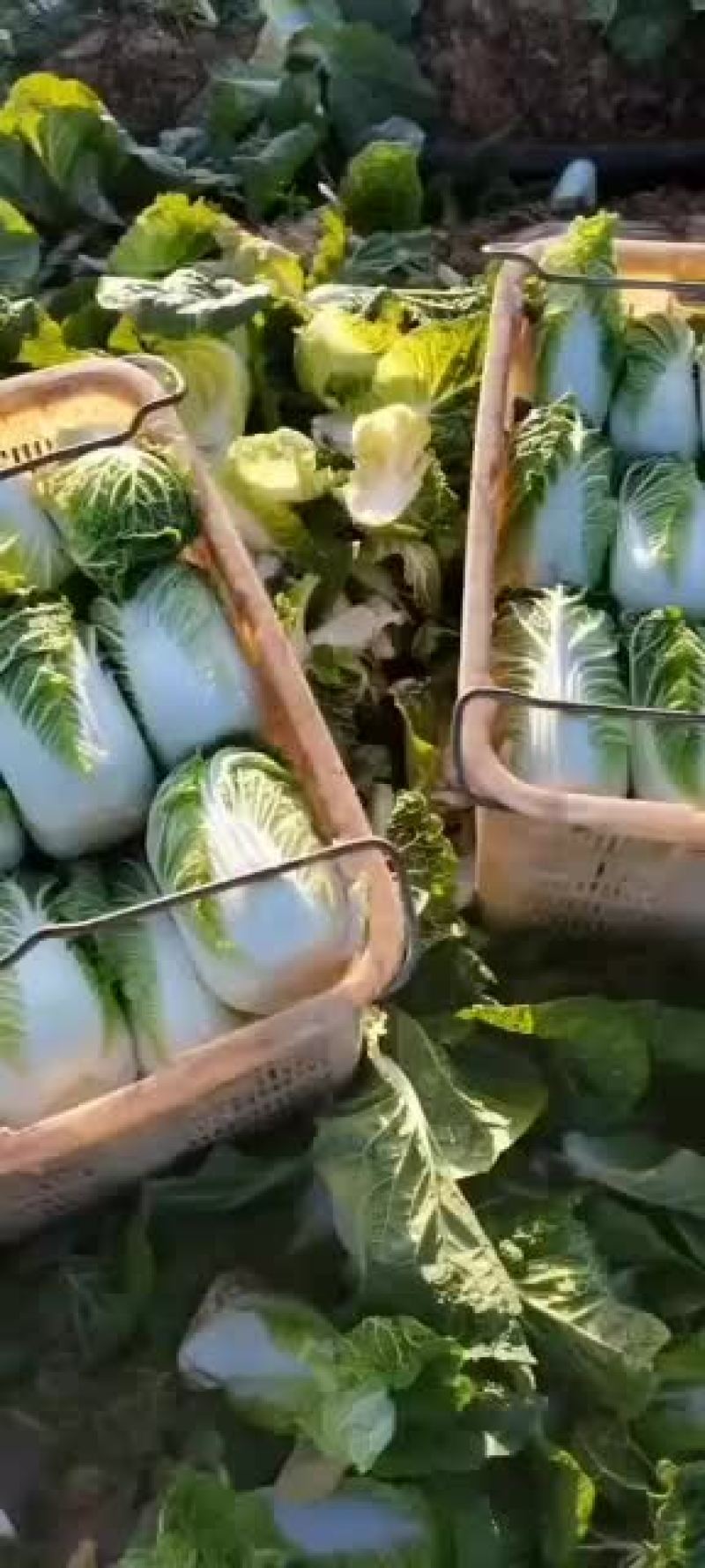 精品娃娃菜，量大从优