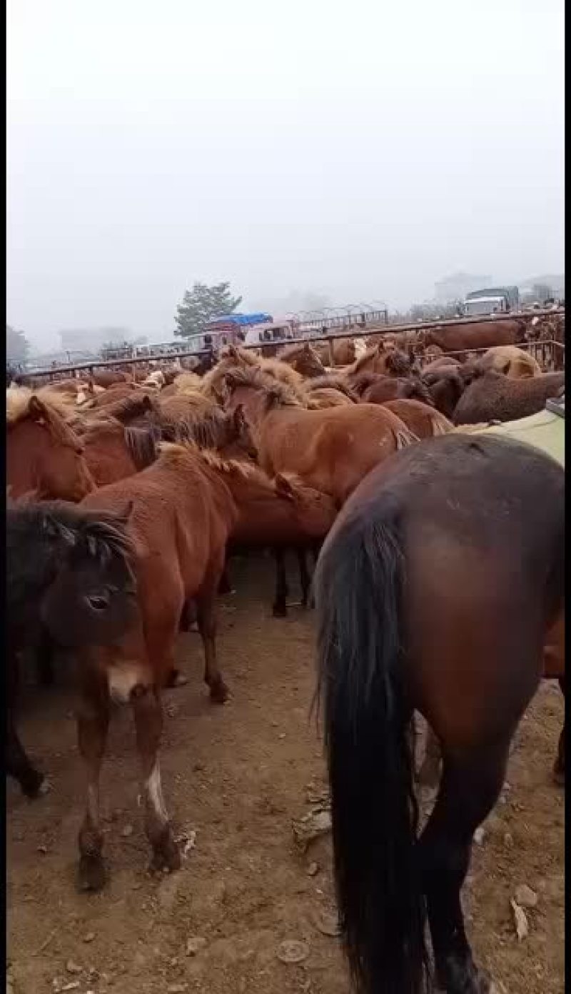 马驹，改良马，生长速度快