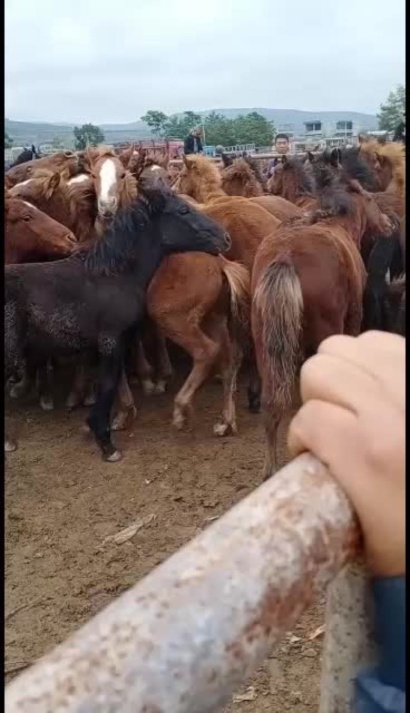 马驹，改良马，生长速度快