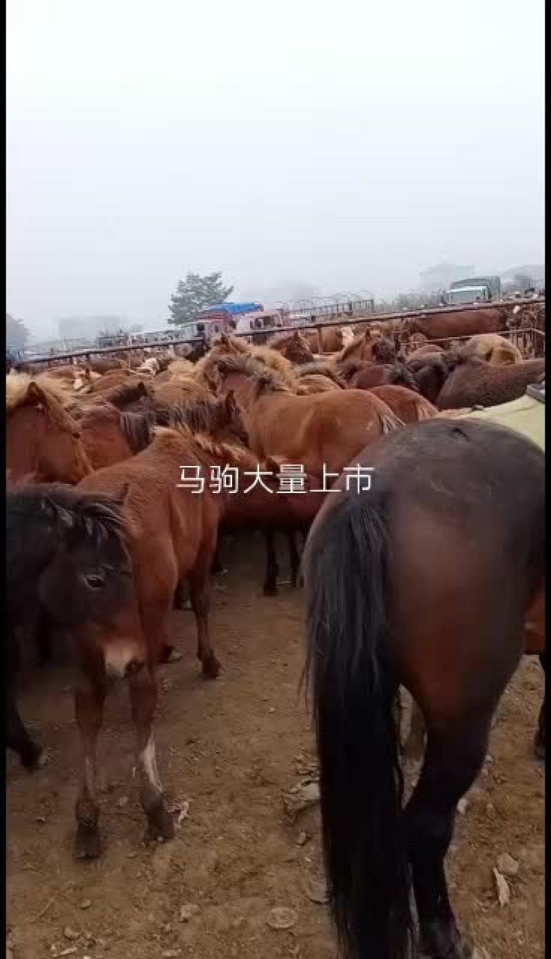马驹，改良马，生长速度快