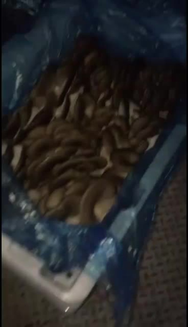 鲜平菇，这两天有点忙冷，量小价格上涨