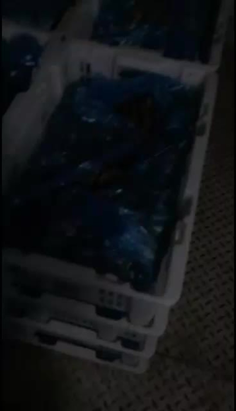 鲜平菇，这两天有点忙冷，量小价格上涨