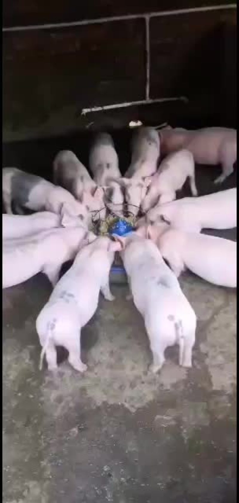 大量长白，土白各种猪苗出售