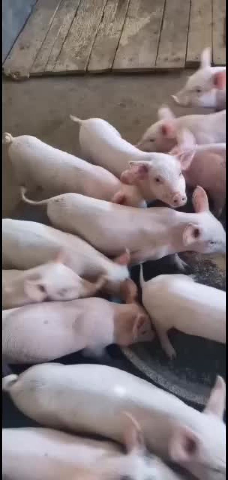 大量长白，土白各种猪苗出售