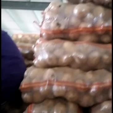 陕北土豆v7黄心大小都有