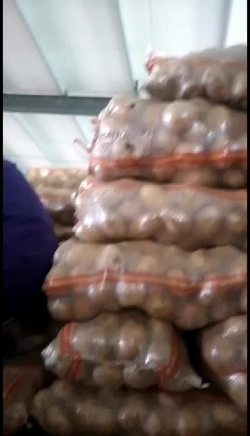 陕北土豆v7黄心大小都有