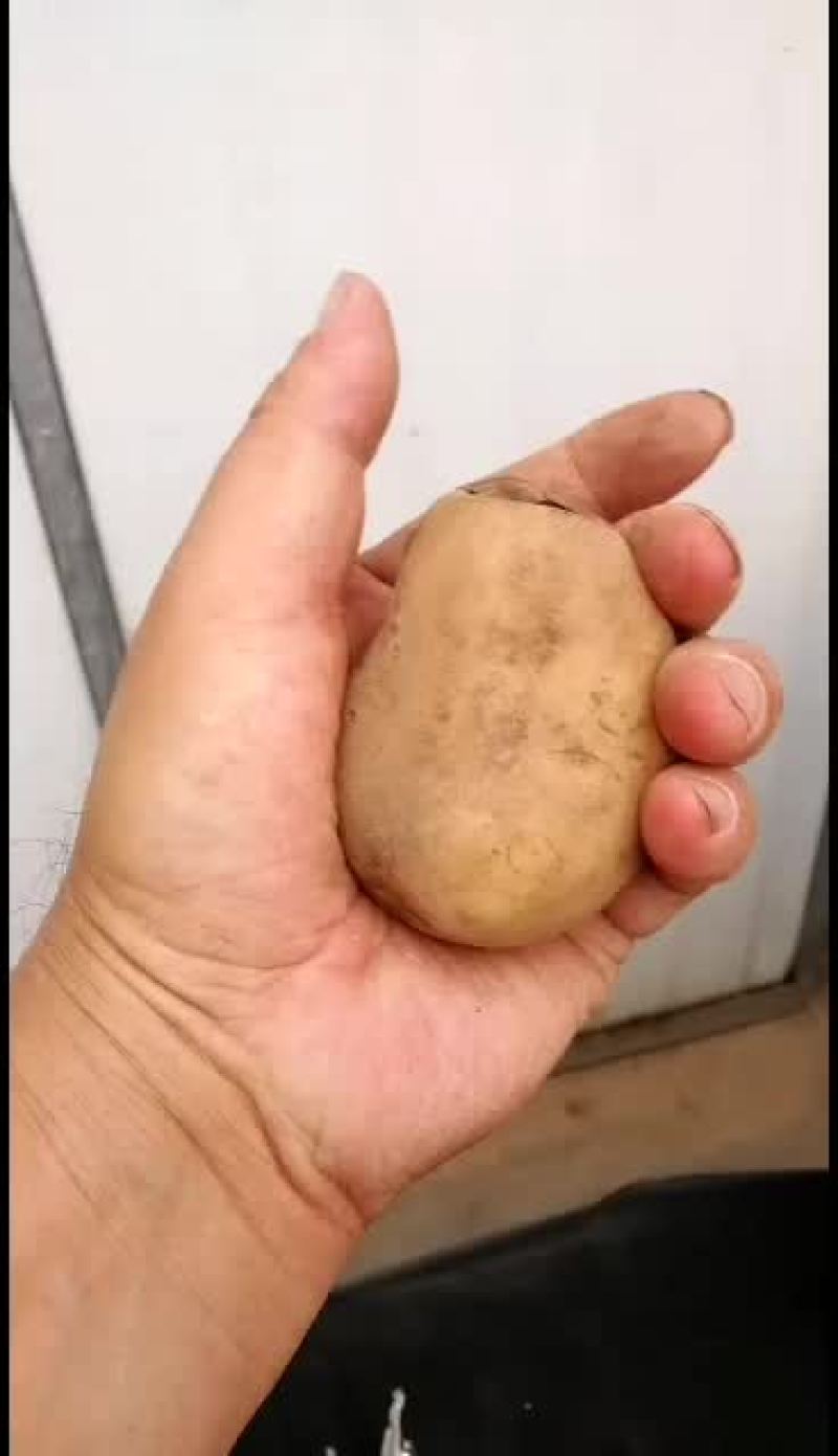 陕北土豆v7黄心大小都有