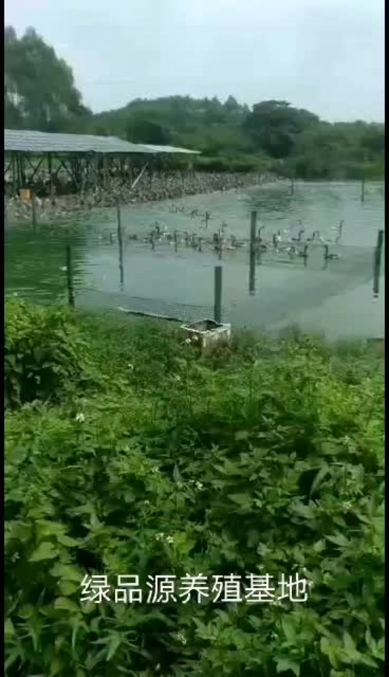黑棕鹅长期毛鹅有货、自家养殖基