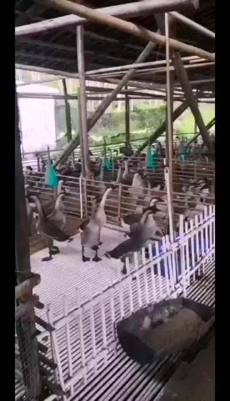 黑棕鹅长期毛鹅有货、自家养殖基