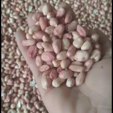 现磕的新花生米质量很好，出油高可筛选