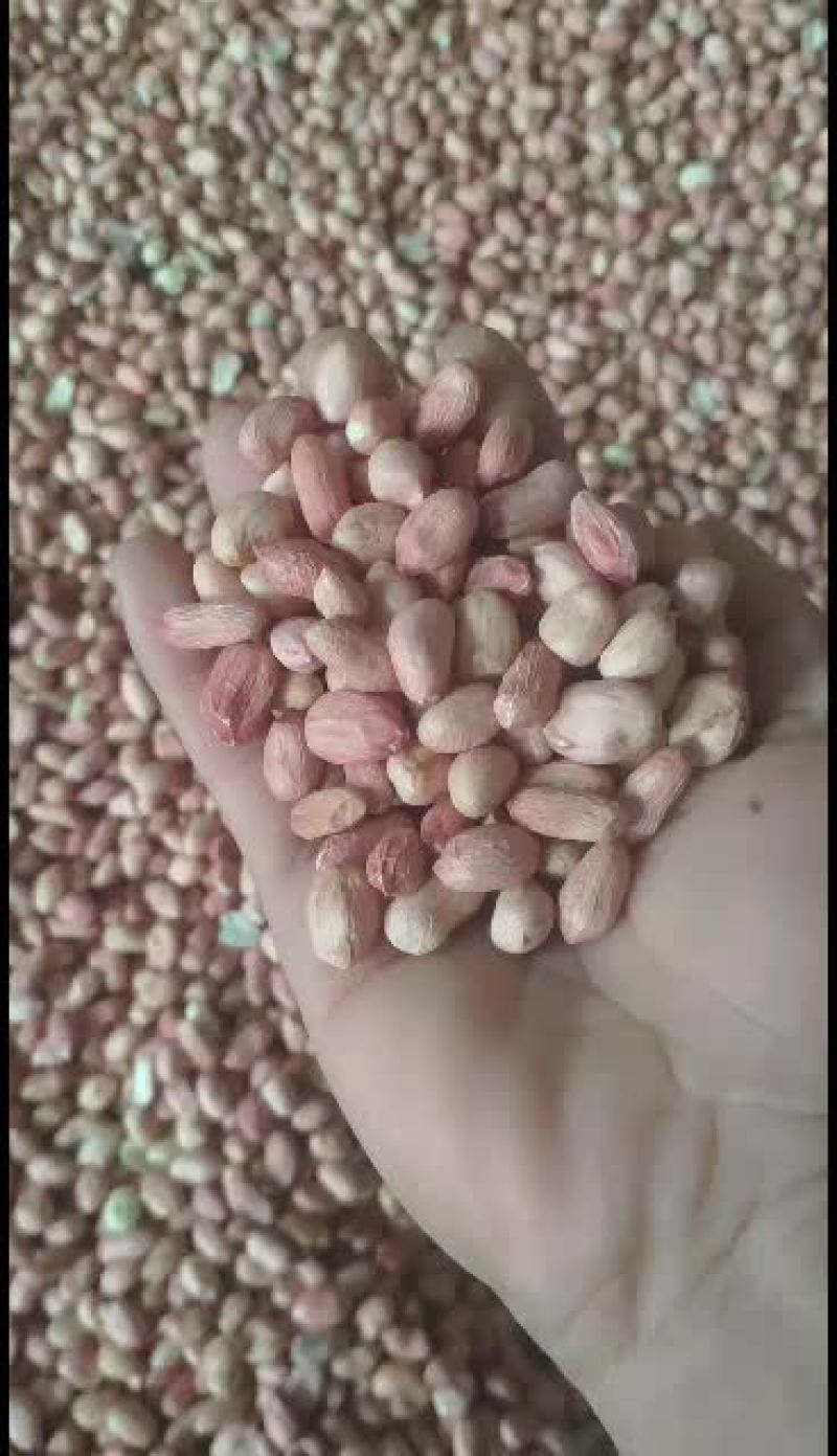 现磕的新花生米质量很好，出油高可筛选