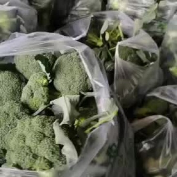精品西兰花大量上市中，有需要的可以订购了