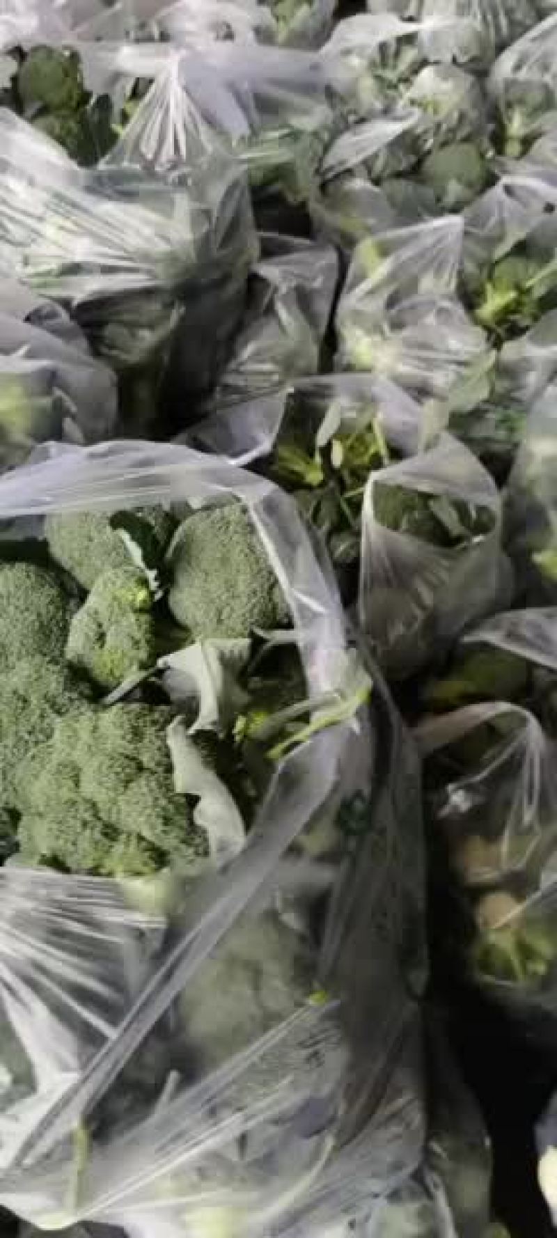 精品西兰花大量上市中，有需要的可以订购了