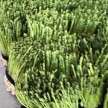 福建精品芦笋大量有货，欢迎各位老板来合作