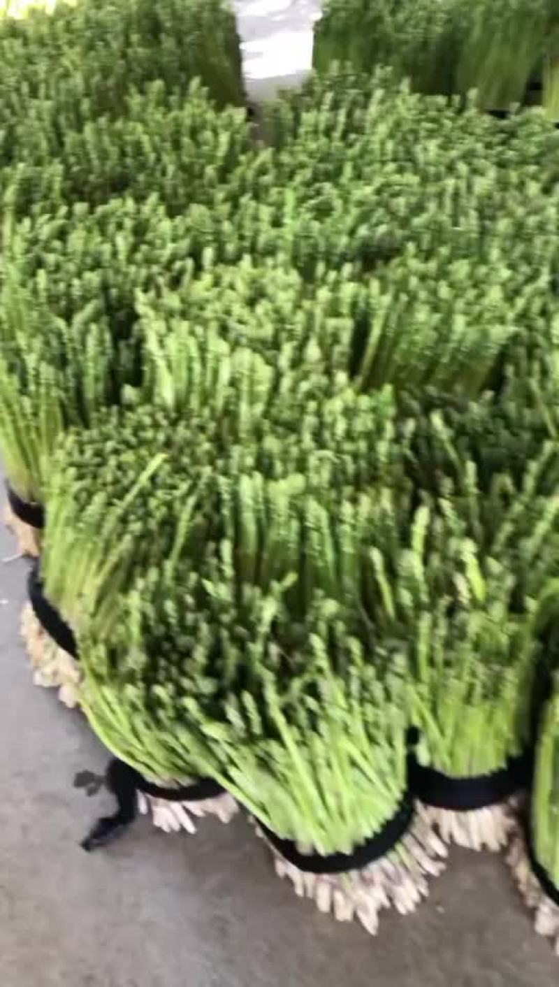 福建精品芦笋大量有货，欢迎各位老板来合作