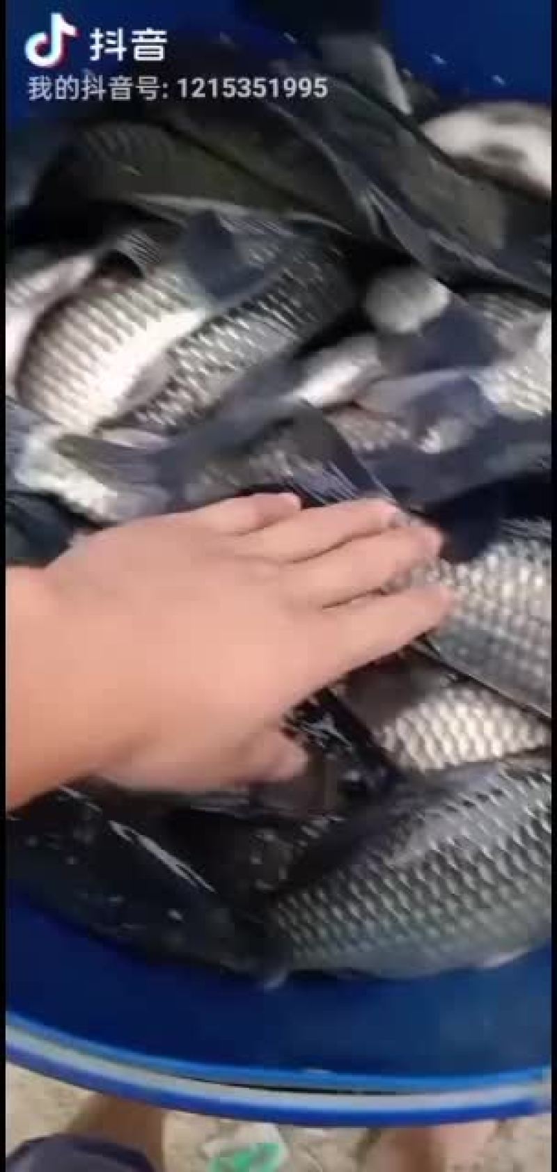 鲫鱼长期供应各种淡水鱼