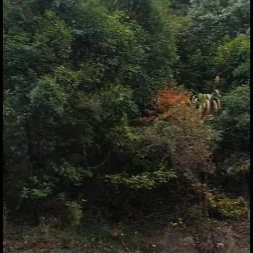 【长期出售】江西上饶杉树原木，杉木原木，大量供应，欢迎批发