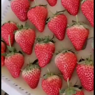 草莓降价了，丹东九九顺丰包邮