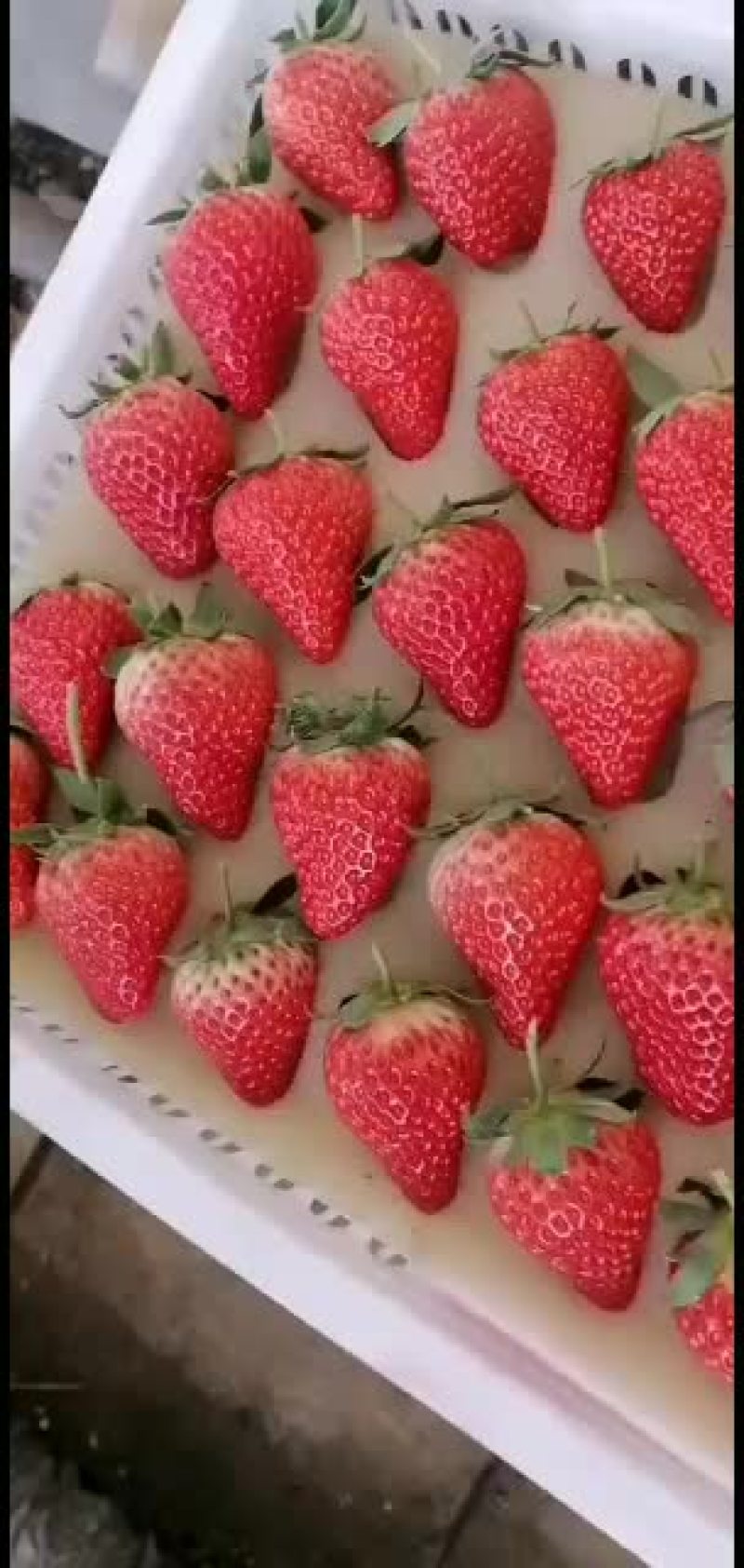 草莓降价了，丹东九九顺丰包邮
