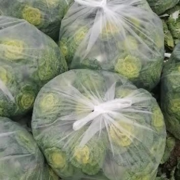 精品小棵菜，个个黄心