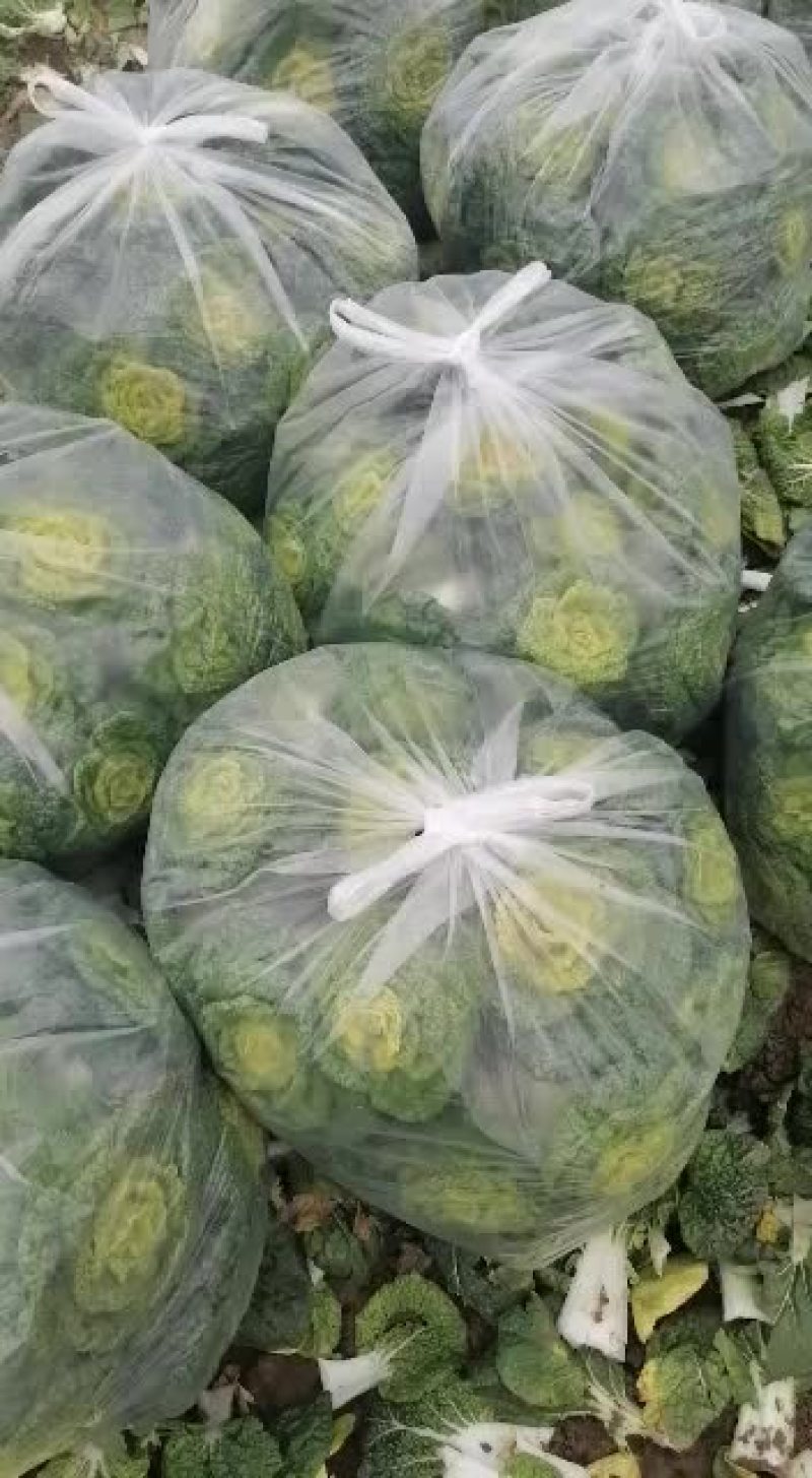 精品小棵菜，个个黄心