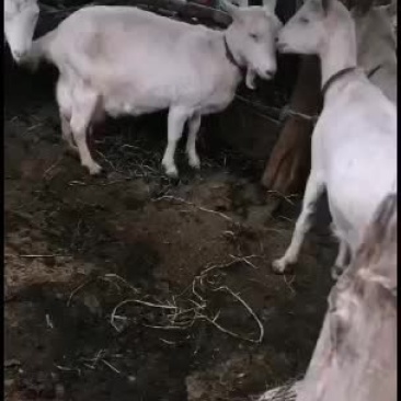 萨能奶山羊，戒子山羊，