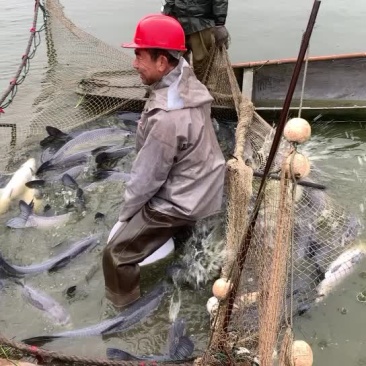 湖南青鱼二十万斤规格8-20斤的都有质量好价格优