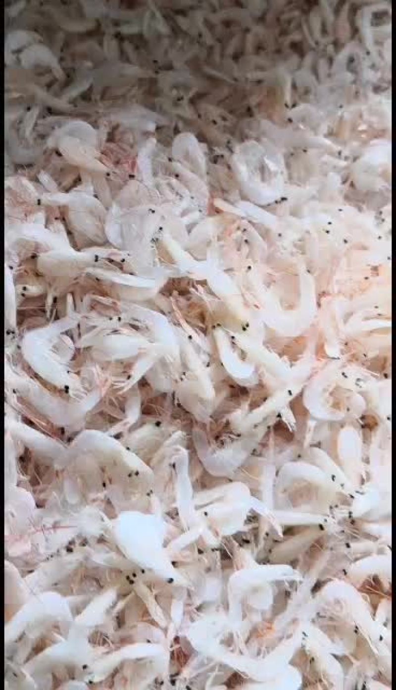 长年批发各种干货海产品，虾皮，海米，鳞虾，鱼类，饵料