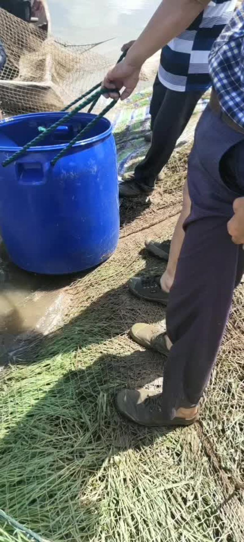 湖南青鱼二十万斤规格8-20斤的都有质量好价格优