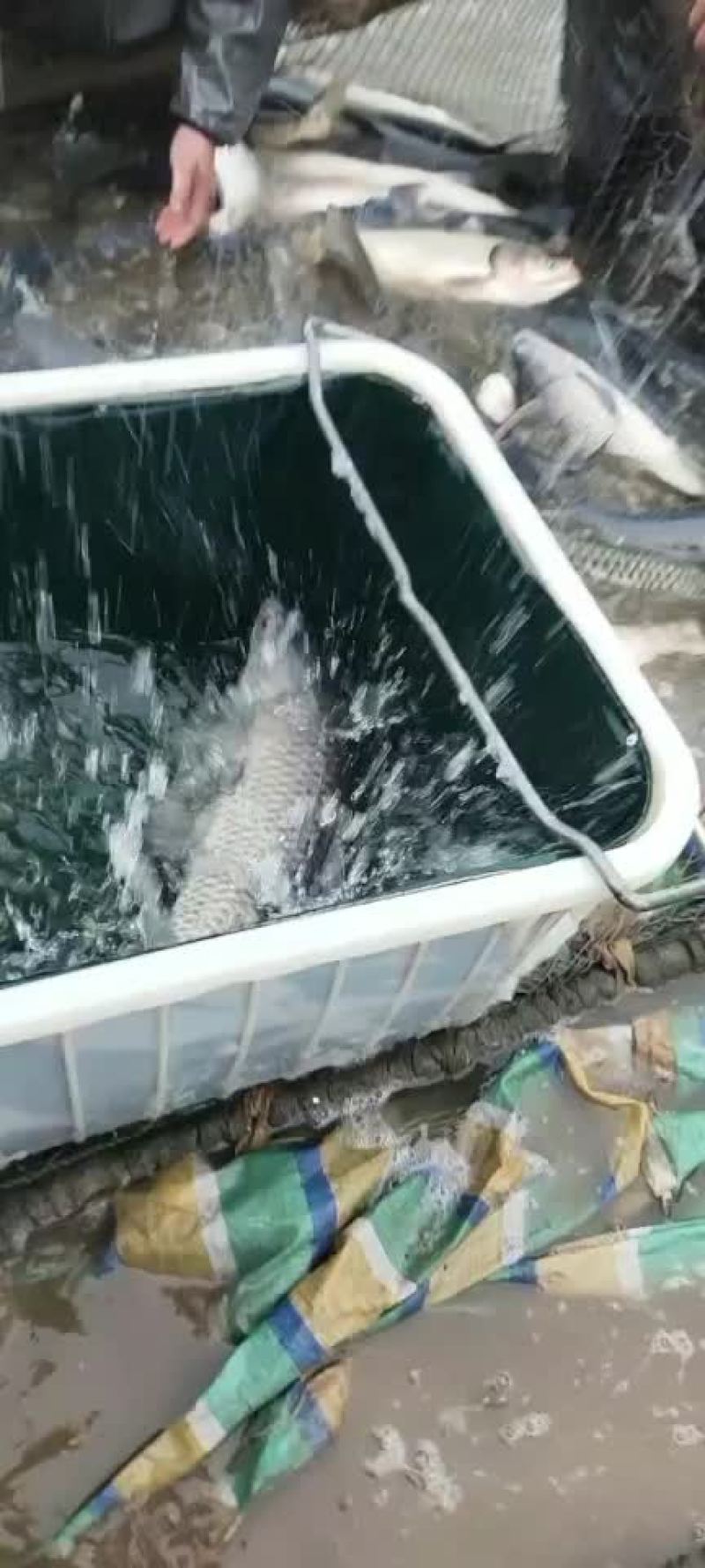 湖南青鱼二十万斤规格8-20斤的都有质量好价格优