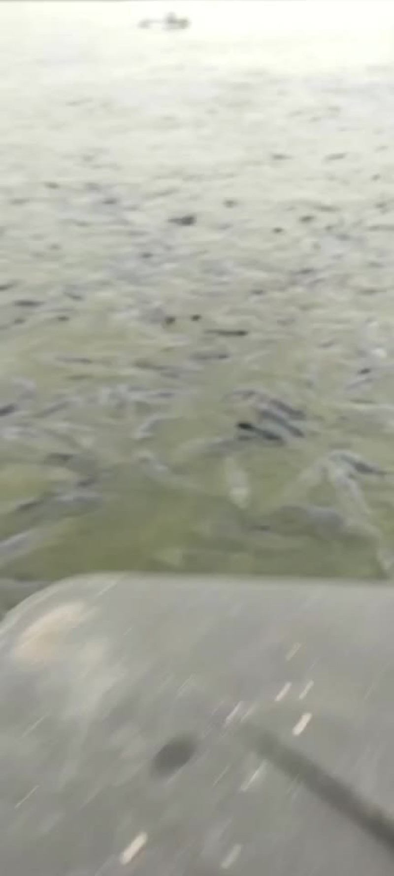 湖南青鱼二十万斤规格8-20斤的都有质量好价格优