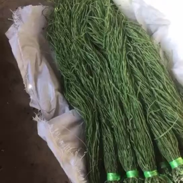 云南贡菜，新鲜出炉，