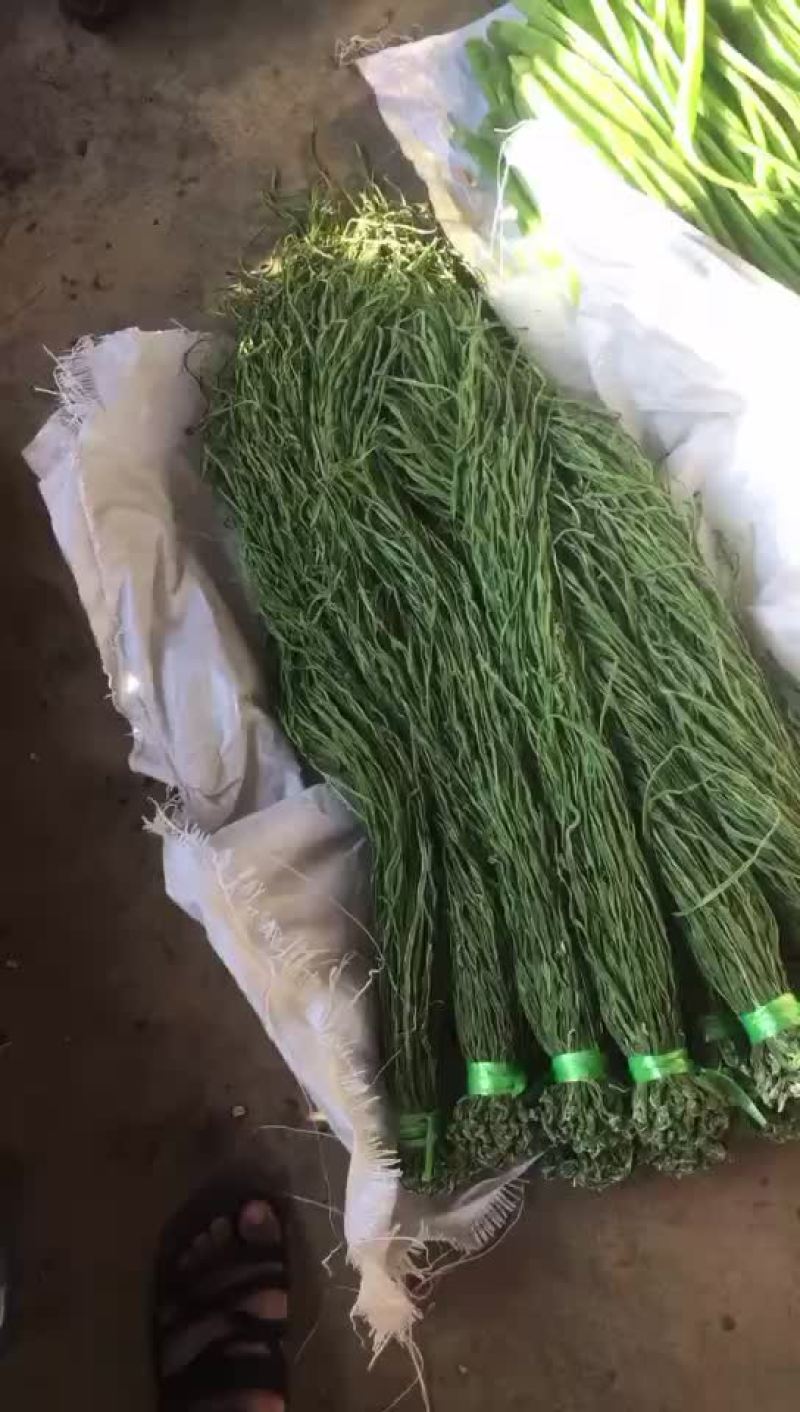 云南贡菜，新鲜出炉，
