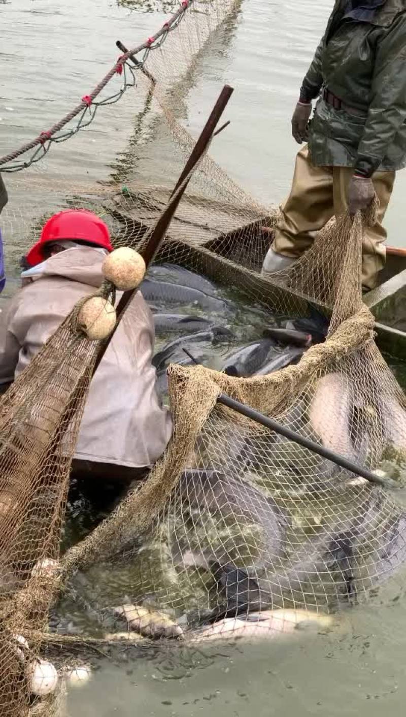 下钓塘的高质量大青鱼，规格8-20斤，现货20万斤