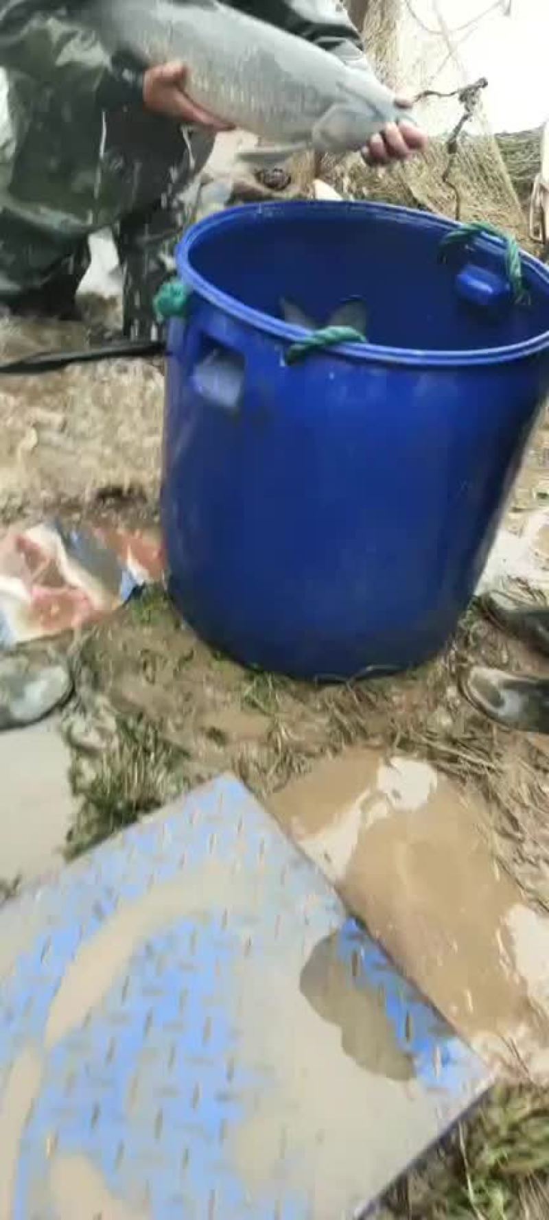 下钓塘的高质量大青鱼，规格8-20斤，现货20万斤