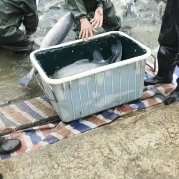 下钓塘的高质量大青鱼，规格8-20斤，现货20万斤
