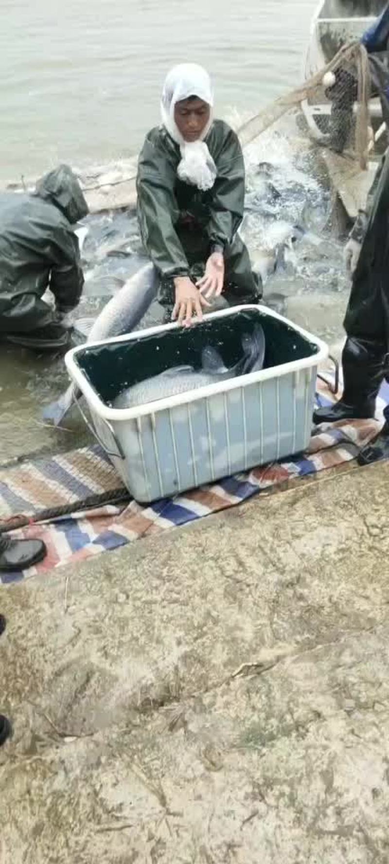 下钓塘的高质量大青鱼，规格8-20斤，现货20万斤