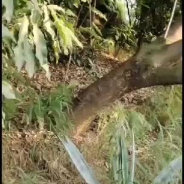 攀枝花41公分水景蓝花楹