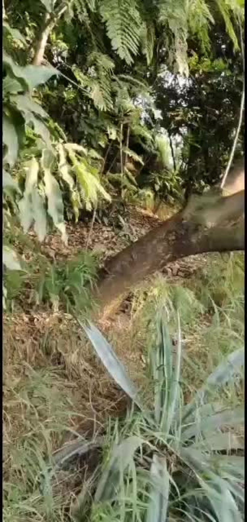 攀枝花41公分水景蓝花楹