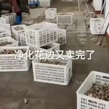 山东乳山生蚝一件代发全国