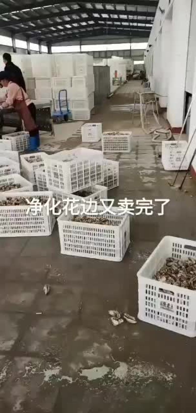 山东乳山生蚝一件代发全国