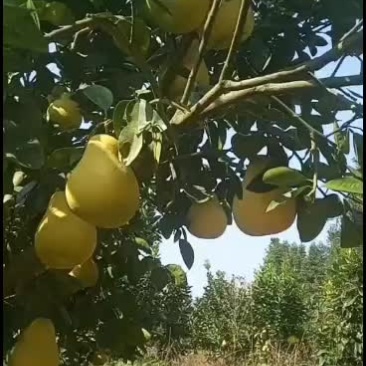 金沙柚，现摘发货，红心柚还有少量