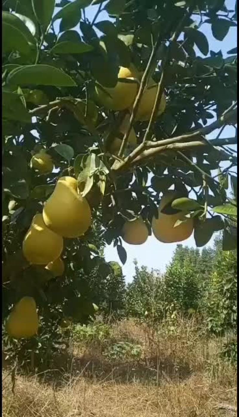 金沙柚，现摘发货，红心柚还有少量