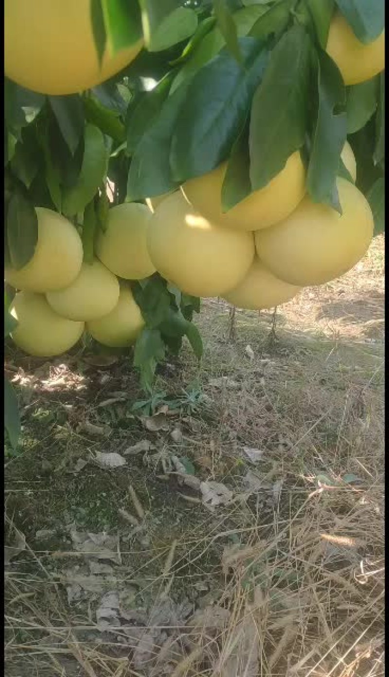 金沙柚，现摘发货，红心柚还有少量